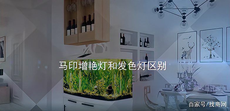 龍魚寄養服務北京：北京龍魚寄養上門服務收費標準 龍魚寄養服務北京：北京龍魚寄養上門服務收費標準 龍魚百科 第8張