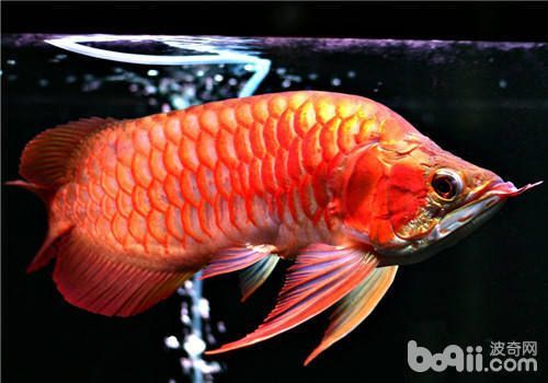 龍魚(yú)鱗片翹起：龍魚(yú)鱗片翹起可能是由多種原因引起的