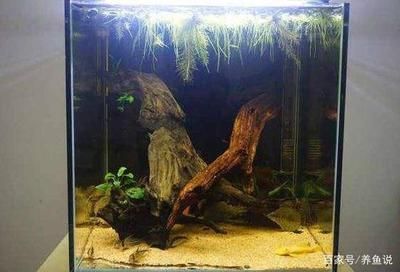 銀龍魚缸里可以造景嗎（銀龍魚缸可以造景嗎？）