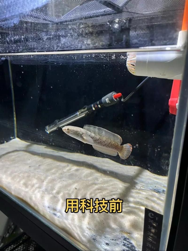 龍魚飼料配方大全表圖