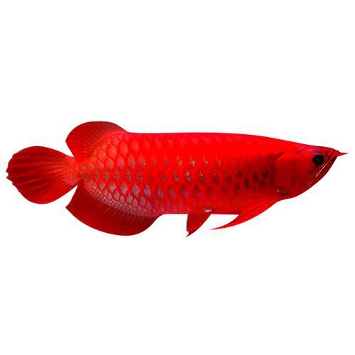 藍底紅龍魚多久喂一次