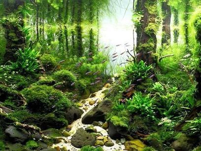 養龍魚魚缸溫度：龍魚缸水溫多少度合適？科學控溫指南與常見問題解答