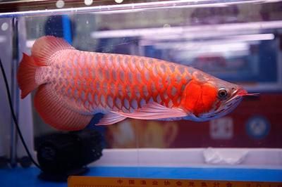 龍魚價(jià)格下跌了嗎最近怎么樣：龍魚價(jià)格下跌了嗎