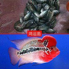 羅漢魚在泰國值錢嗎