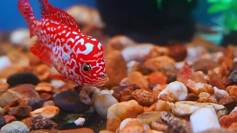 羅漢魚在泰國值錢嗎