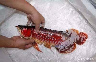 紅龍魚多大（紅龍魚的壽命是多久）