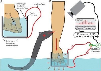 電鰻電擊治療疼痛的研究（電鰻電擊在醫學領域的應用）