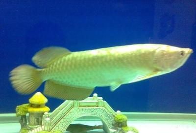 龍魚哪里產的（東南亞龍魚品種介紹）