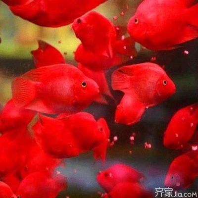 元寶鯽混養適宜水溫范圍：元寶鯽最佳生長水溫是多少，元寶鯽混養注意事項有哪些