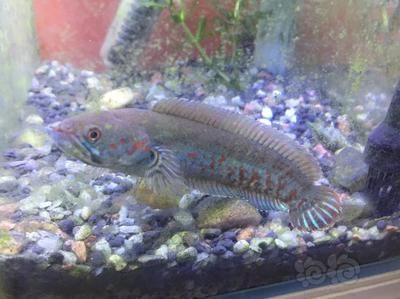 雷龍魚吃魚苗好不好（如何判斷雷龍魚的健康狀態）