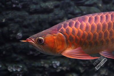 紅龍魚魚缸寬度應該在60cm以上，并且最好能達到70cm以上：關(guān)于紅龍魚魚缸寬度的具體要求