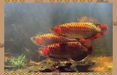 極品龍魚價格圖片