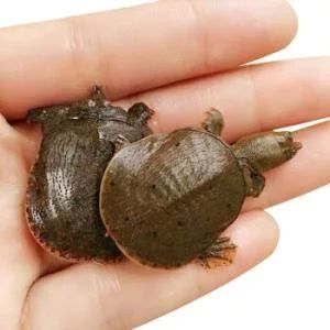 龍魚多大可以吃小甲魚:龍魚喂食小甲魚的適宜時間 龍魚百科 第2張 龍魚多大可以吃小甲魚:龍魚喂食小甲魚的適宜時間 龍魚多大可以吃小甲魚:龍魚喂食小甲魚的適宜時間 龍魚百科 第2張