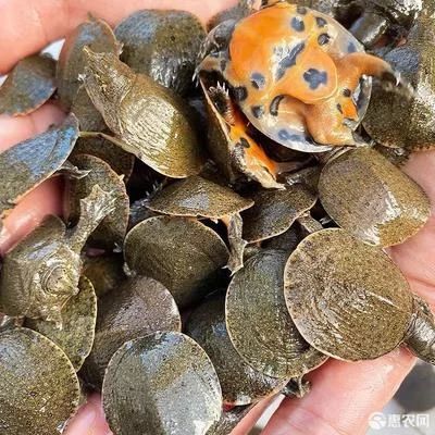 龍魚多大可以吃小甲魚：龍魚喂食小甲魚的適宜時間 龍魚多大可以吃小甲魚：龍魚喂食小甲魚的適宜時間 龍魚百科 第3張