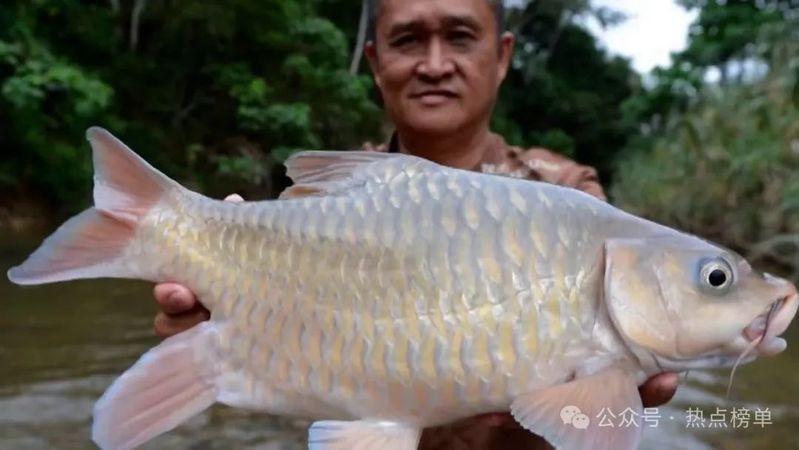 名貴淡水魚前十名排名