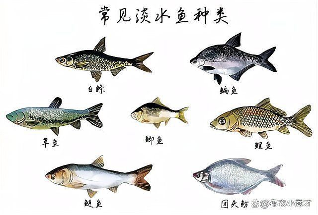 名貴淡水魚前十名排名