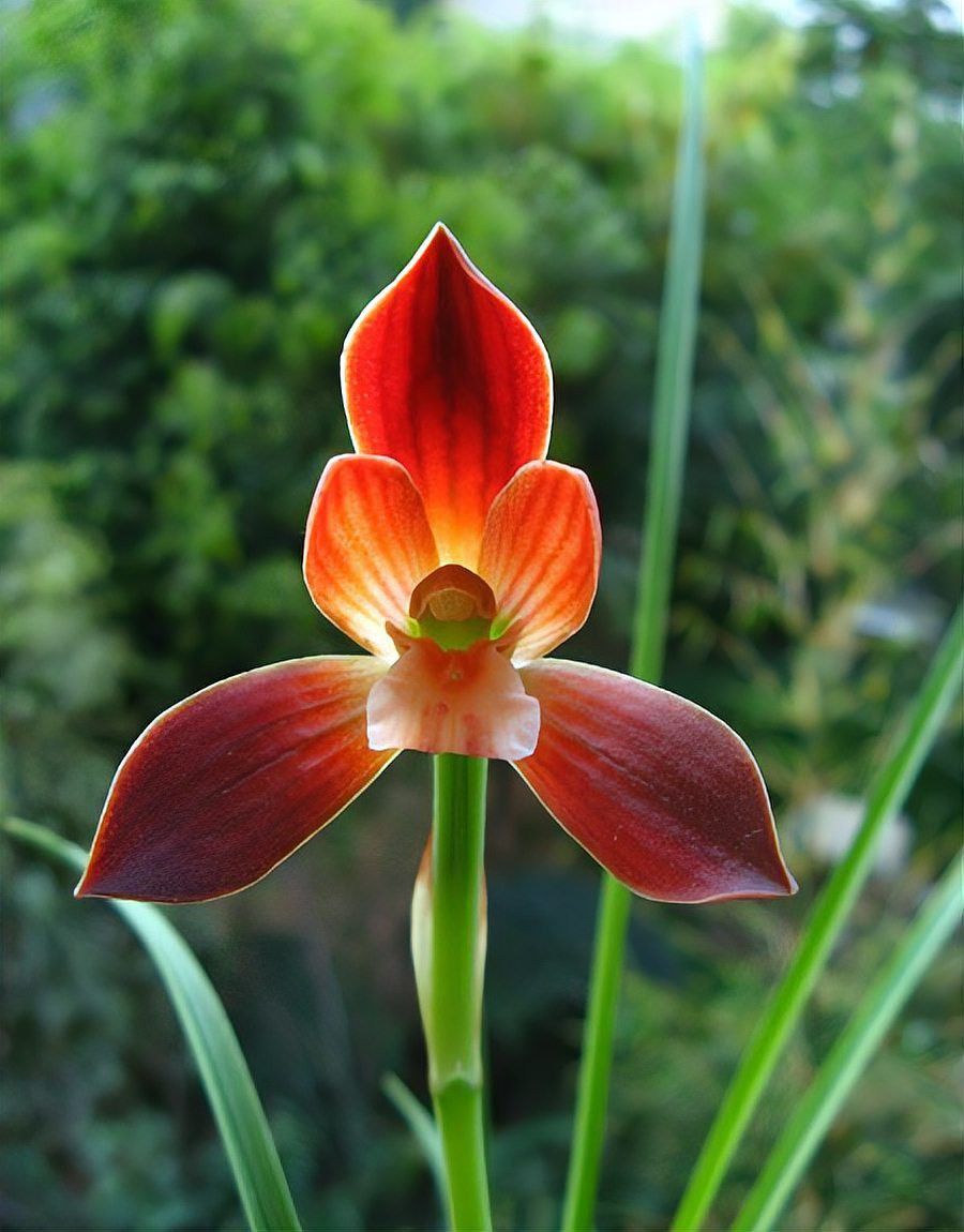 紅龍字蘭花的價格是多少？