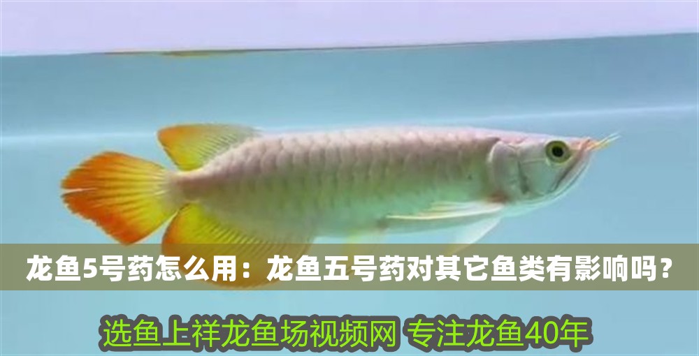龍魚5號藥怎么用：龍魚五號藥對其它魚類有影響嗎？