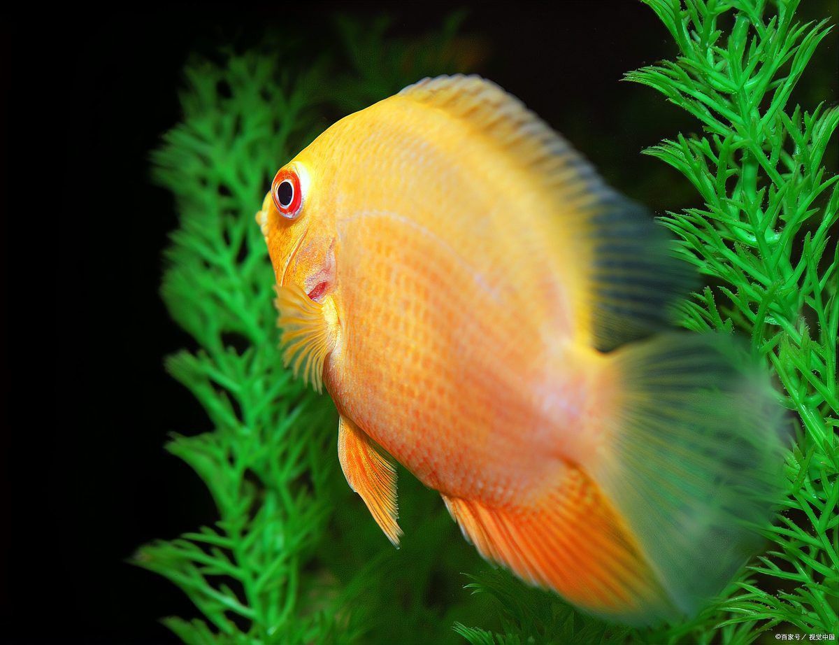 紅龍魚外寄的癥狀有哪些？