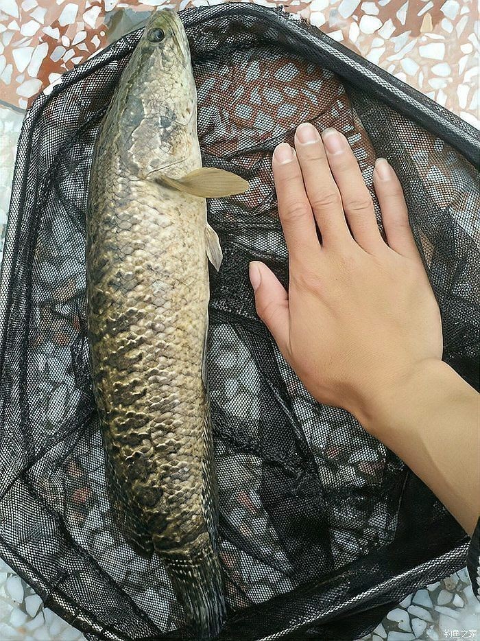 金龍魚和黑魚哪個厲害