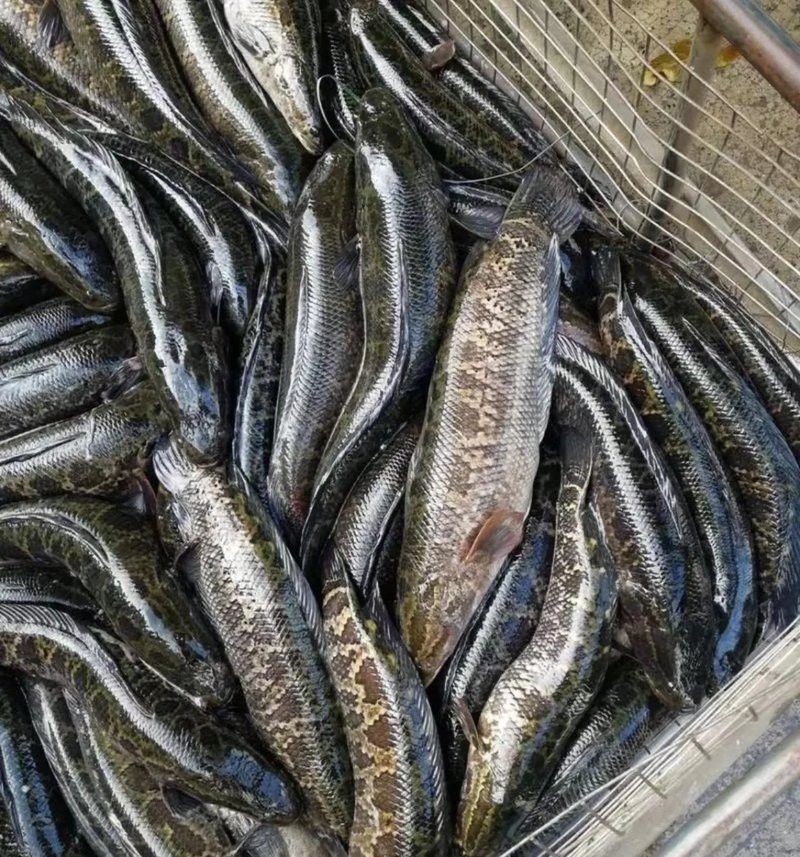 金龍魚和黑魚哪個厲害