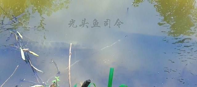 金龍魚和黑魚哪個厲害