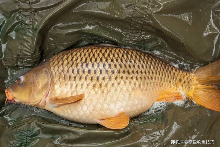 鯉魚圖片100張