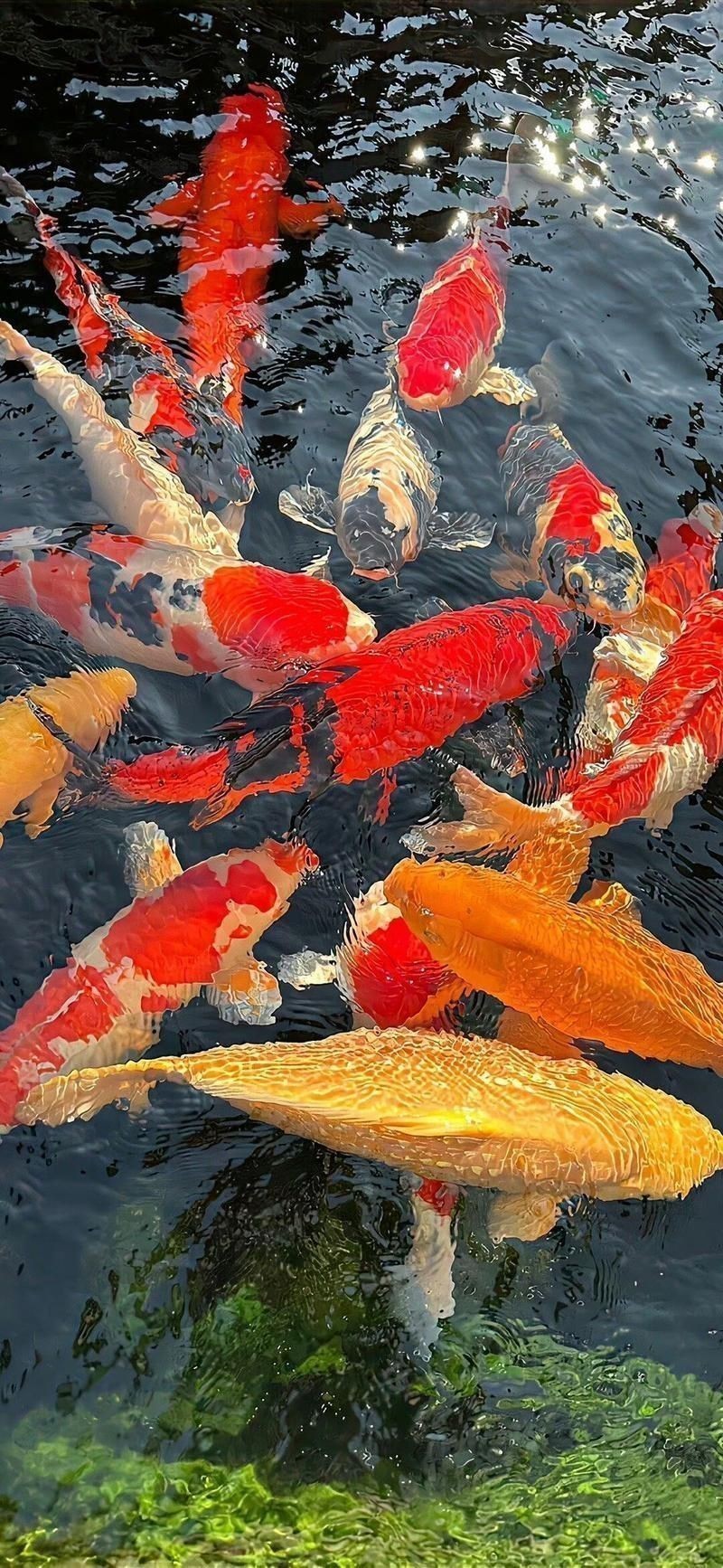 鯉魚圖片100張