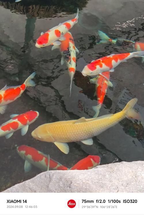 鯉魚圖片100張