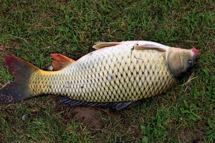 鯉魚圖片100張