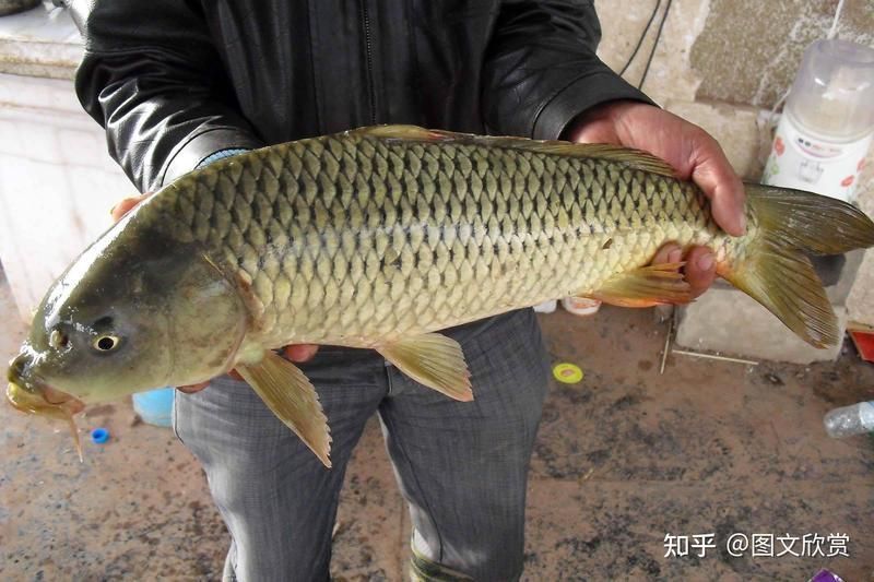 鯉魚圖片100張