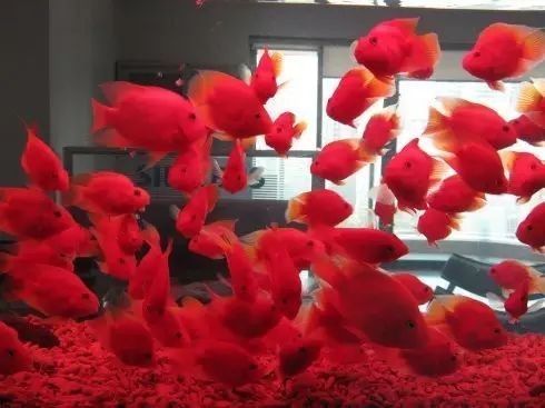 龍魚下麻藥停食多久