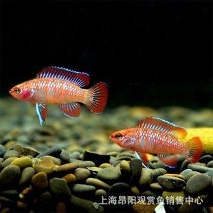 火焰龍魚多少錢？（如何辨別火焰龍魚品相） 火焰龍魚多少錢？（如何辨別火焰龍魚品相） 龍魚百科 第4張