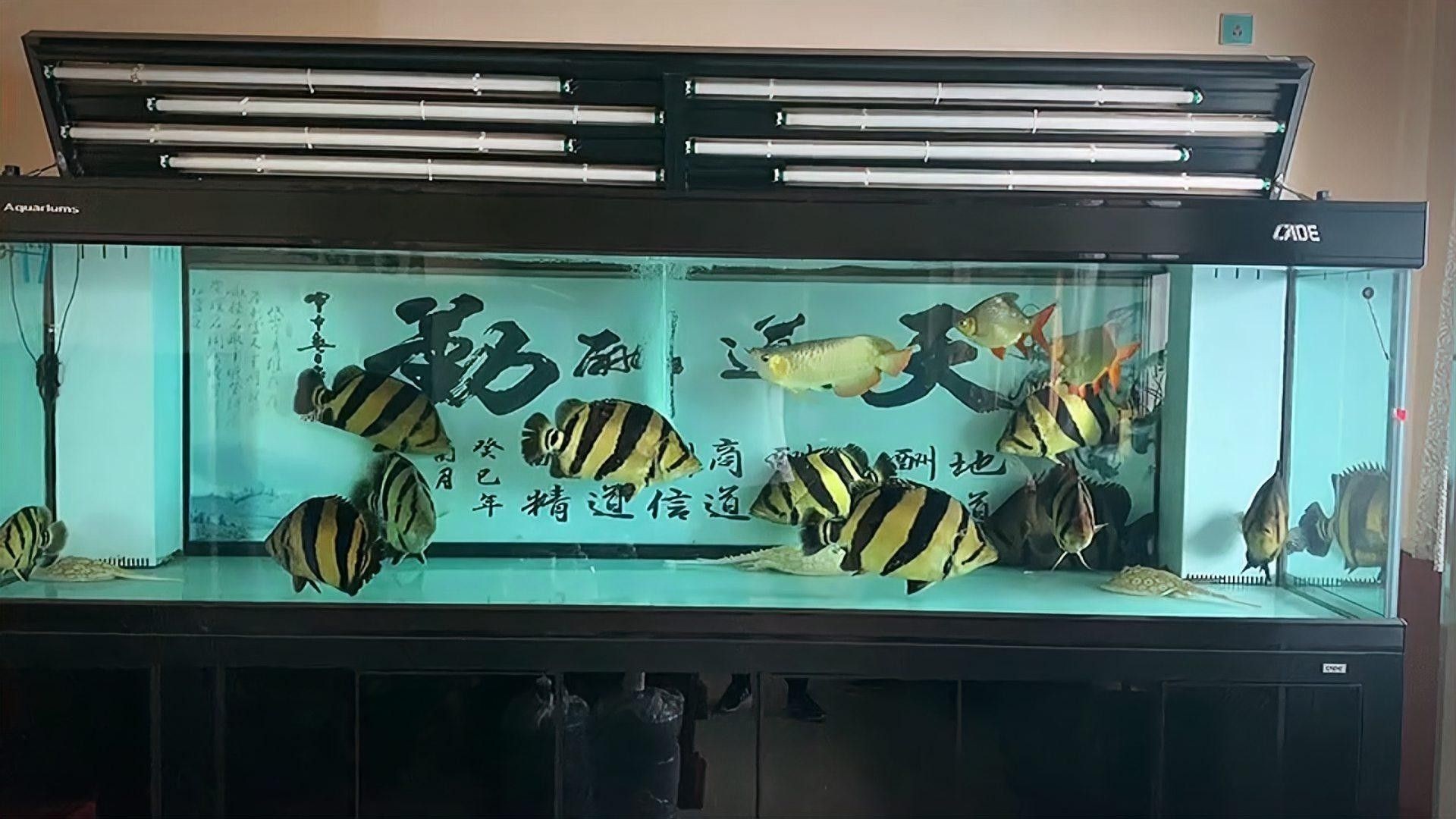 龍魚吃魚糧到底好不好呢視頻 龍魚吃魚糧到底好不好呢視頻 龍魚百科 第2張