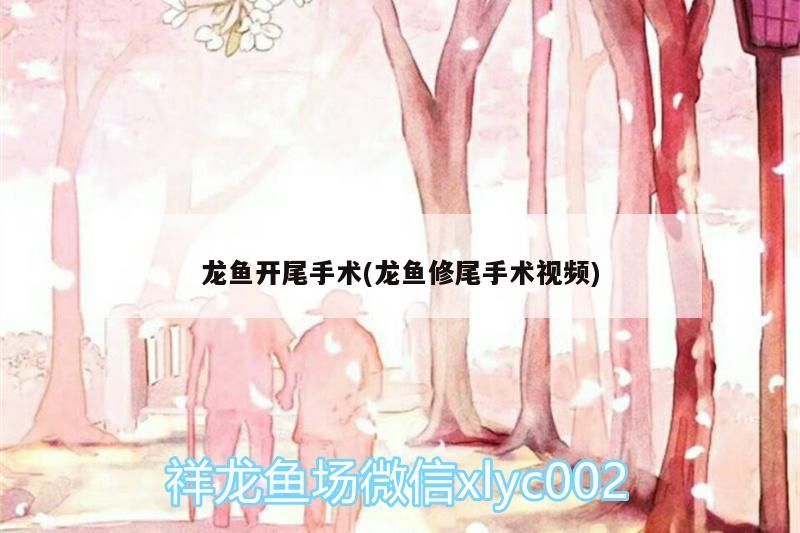 40公分的龍魚多少錢一條（40公分的銀龍魚多少錢一只？）