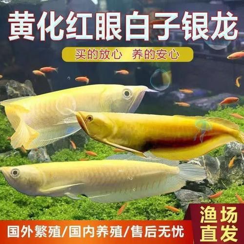 白子銀龍魚和黃化銀龍魚區別