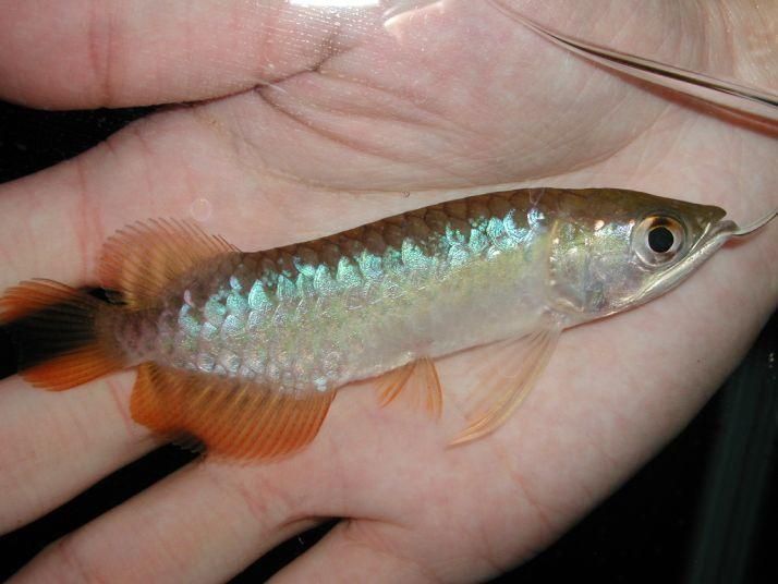 小龍魚到家多久喂食合適：小龍魚到家后多久喂食合適