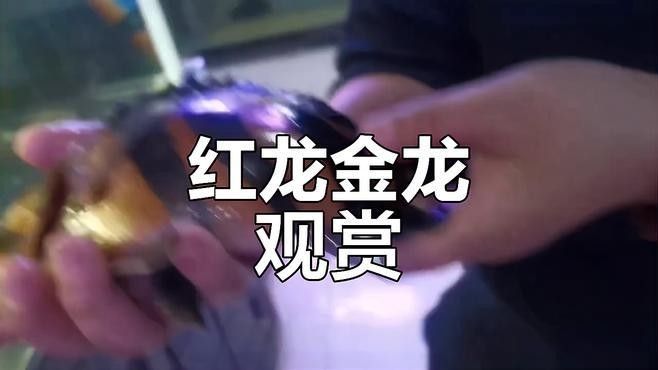 龍魚虎魚視頻