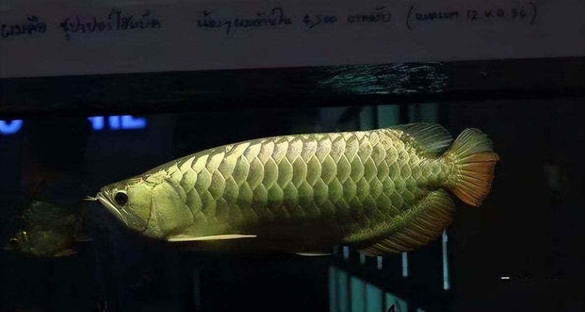 龍魚幾天換水最好（龍魚換水的最佳頻率）
