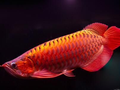 龍魚配什么清理缸的魚：哪種魚適合與龍魚混養并具有清理魚缸能力