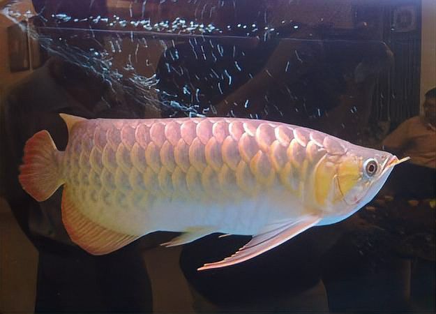 金龍魚幼崽多少錢