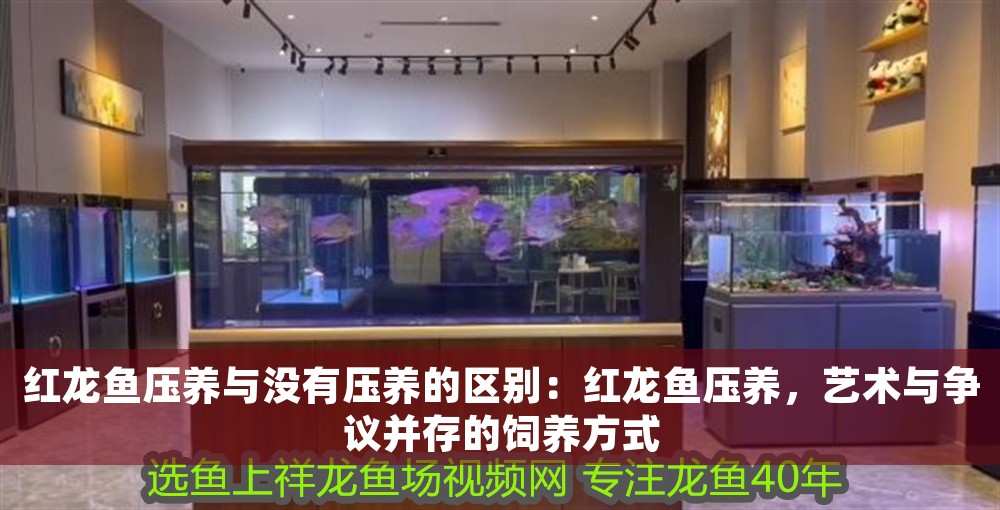 紅龍魚壓養(yǎng)與沒有壓養(yǎng)的區(qū)別：紅龍魚壓養(yǎng)，藝術(shù)與爭議并存的飼養(yǎng)方式