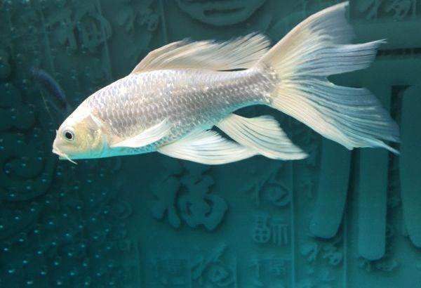 白色龍魚多少錢最高成交價：白色龍魚多少錢一尾