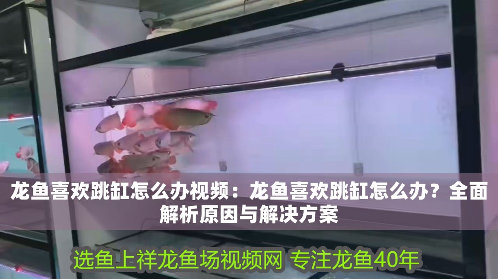 龍魚喜歡跳缸怎么辦視頻：龍魚喜歡跳缸怎么辦？全面解析原因與解決方案 龍魚喜歡跳缸怎么辦視頻：龍魚喜歡跳缸怎么辦？全面解析原因與解決方案 龍魚百科 第1張