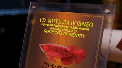 龍魚一直躲在角落里：龍魚總是躲在角落里，背后可能隱藏著多種原因