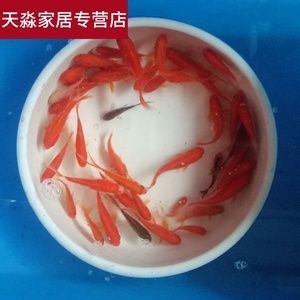 龍魚飼料魚怎么養(yǎng)殖：養(yǎng)殖龍魚飼料魚需要注意以下幾個(gè)方面