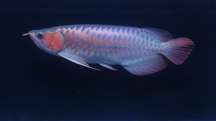 紅龍魚燈光選擇什么顏色好（養(yǎng)紅龍魚用什么顏色的燈發(fā)色好）