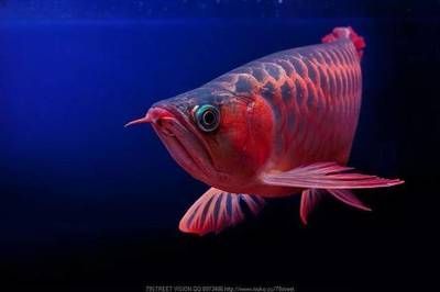 紅龍魚燈光選擇什么顏色好（養(yǎng)紅龍魚用什么顏色的燈發(fā)色好）