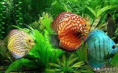 龍魚和女王大帆混養(yǎng)的可行性分析（將龍魚與女王大帆魚混養(yǎng)時需要了解這兩種魚類的特性）