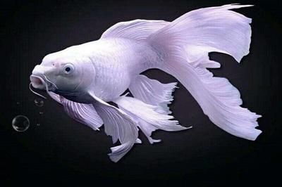 龍魚和女王大帆混養(yǎng)的可行性分析（將龍魚與女王大帆魚混養(yǎng)時需要了解這兩種魚類的特性）